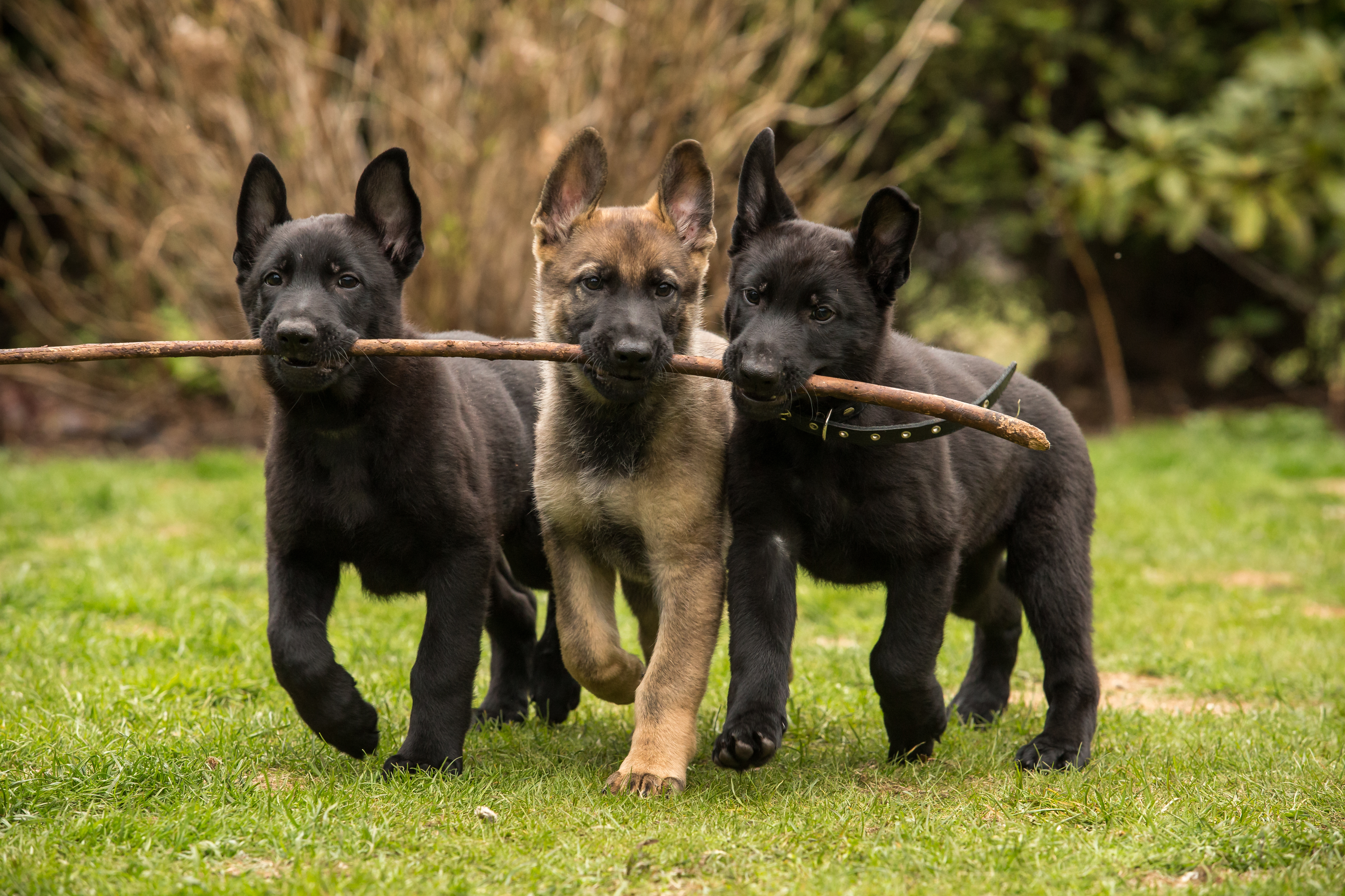 Three puppies