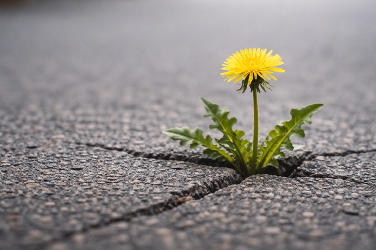 Voikukka kasvaa asfaltin raosta.